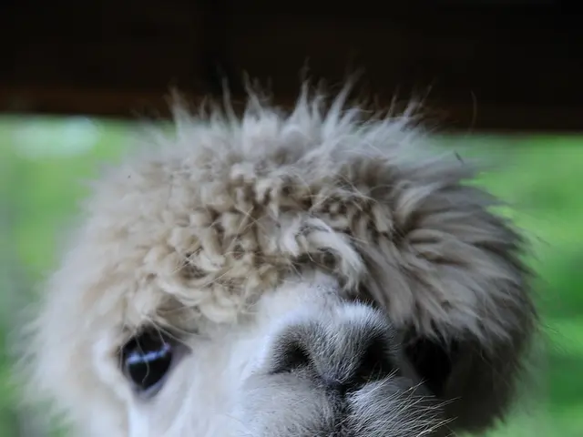 In this image we can see an animal and a blurry background.