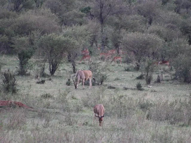 In this image I can see an open grass ground and on it I can see number of deer. I can also see...