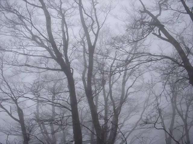 In this image we can see many trees and the image is covered with the fog.