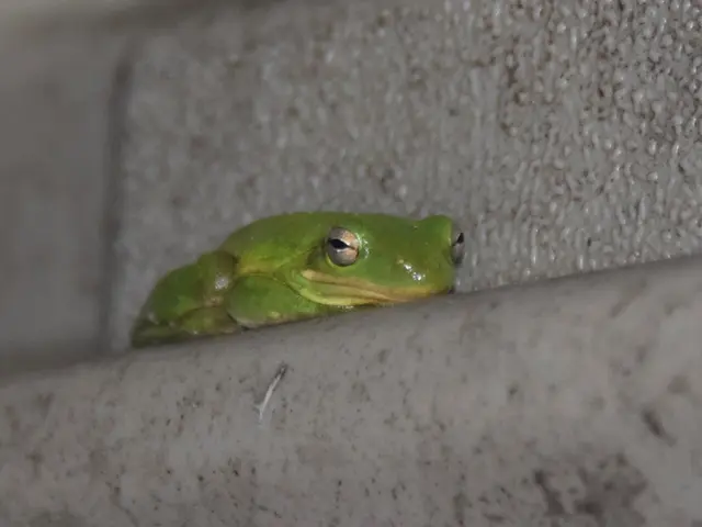 In this image I can see a frog, water and wall. This image is taken may be during a day.