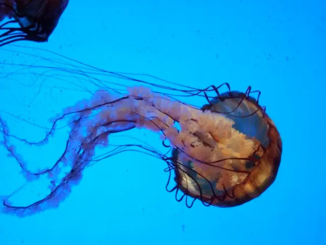 There are two jellyfishes in the water of an ocean. The background is blue in color.