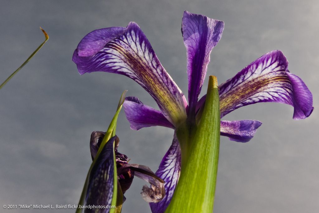 Tail Troubles in Canines: Understand the Symptoms, Causes, and Treatment for Limber Tail Syndrome