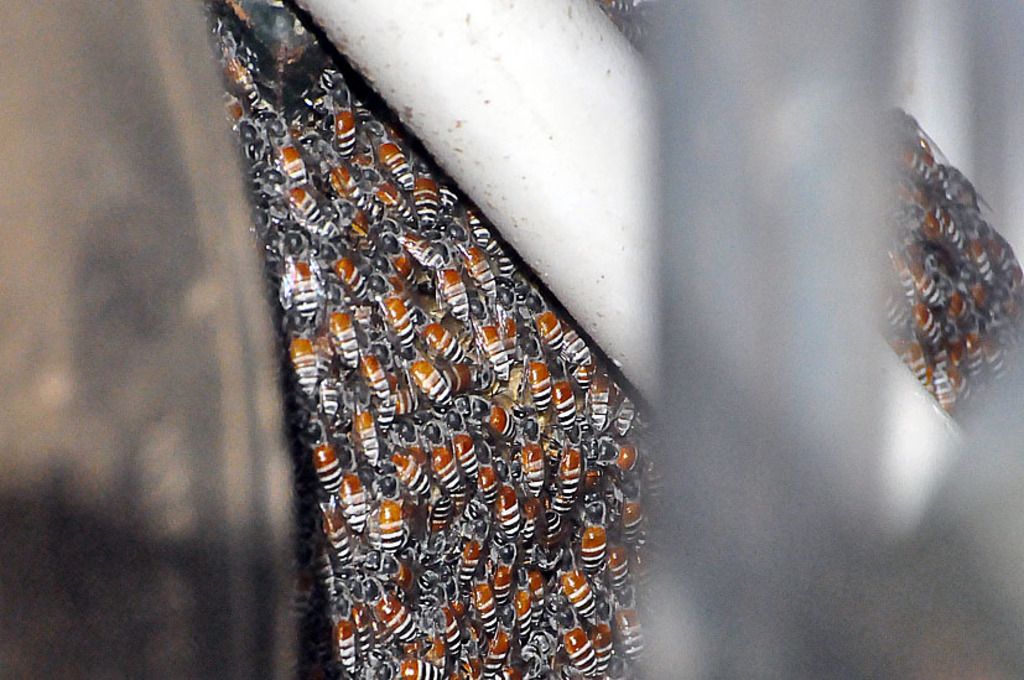 Preserving your Manuka Honey: Essential Tips for Summer Storage Heatwave Season